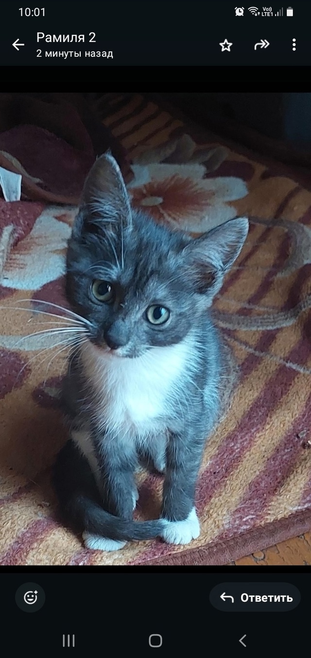 Отдам котёнка девочка, в добрые руки. В еде не прихотли?...