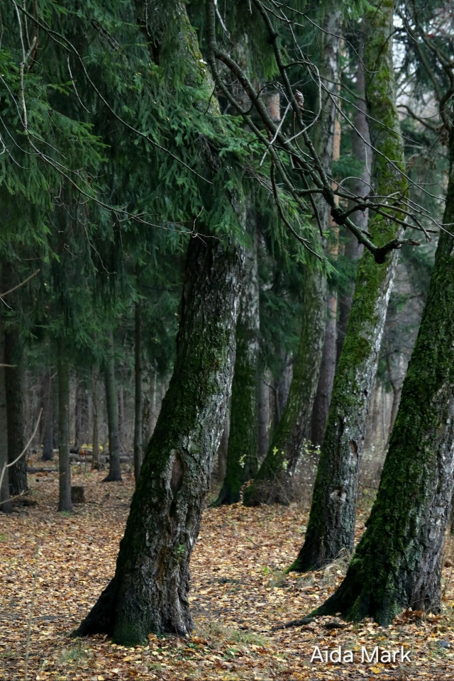 Осенняя природа в лесопарке 