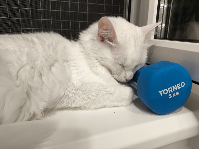 #КотянСутоевич и супер мягкая подушка