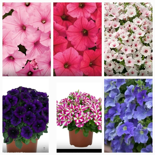 Предлагаю выращенные с любовью садовые вегетативные ц...