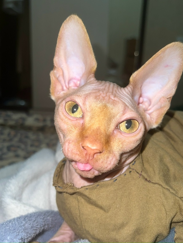 Совсем недавно Владимиру миновало 4 месяца.
Про всрато...