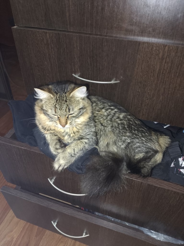 Потерялась кошка на ул. Федосеева 7
Выпала из окна ночь?...