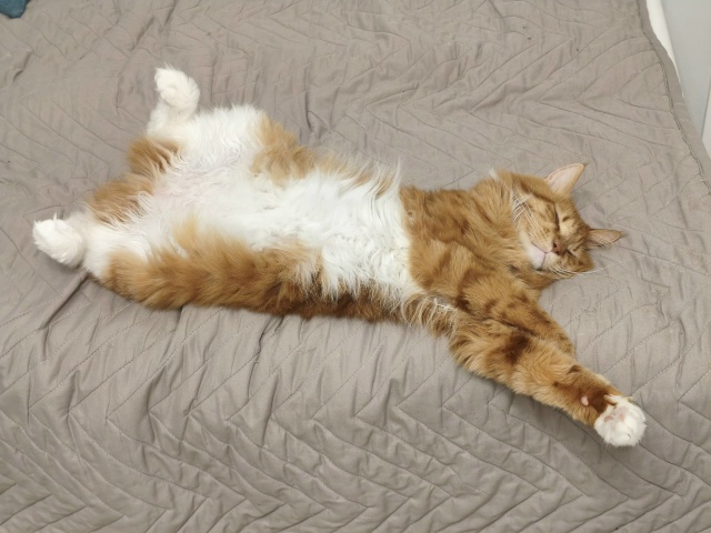 Слишком довольный Цицерон