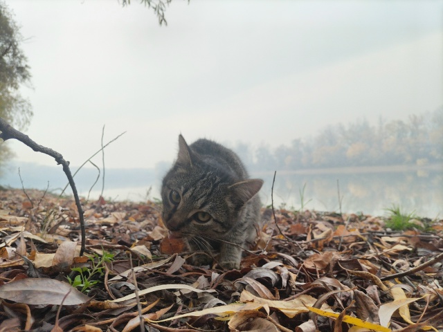 Мурмелад решил оторваться от суеты и насладиться прир?...