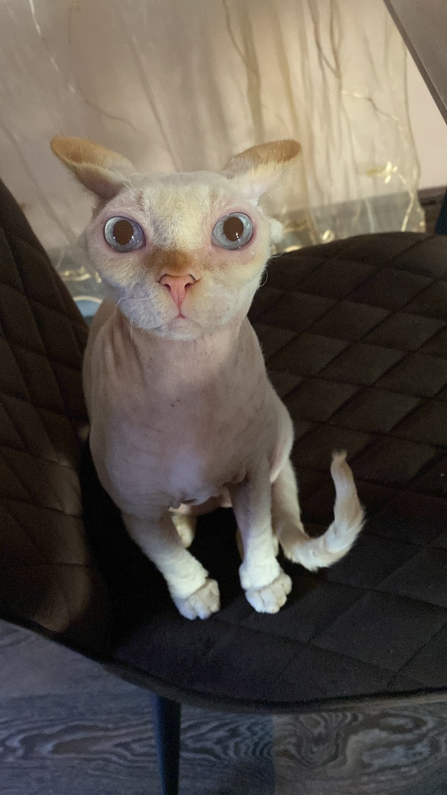 Наглый кот Хантелеймон?