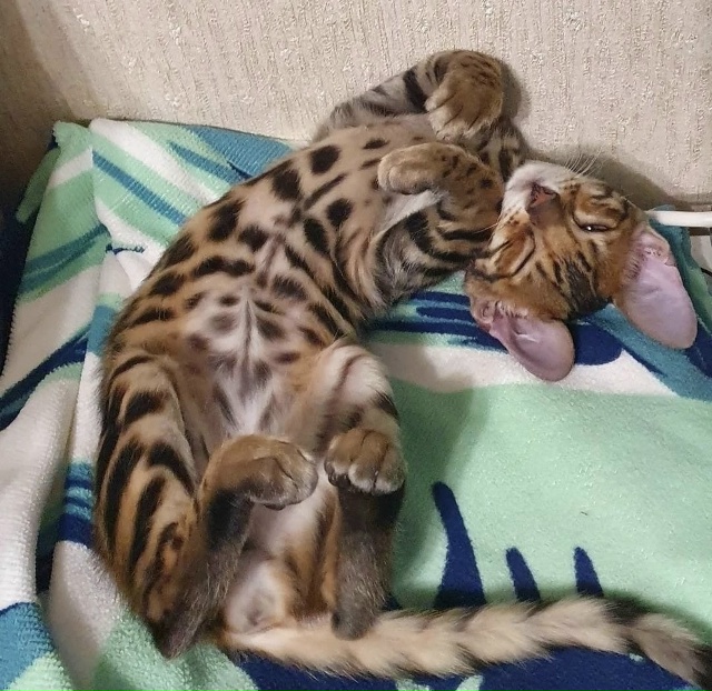 А давайте запустим интерактив домашних питомцев! Попи?...