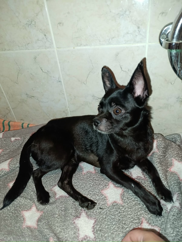 Нашлась собака на улице урицкого 7,хозяин найдись. В ко?...