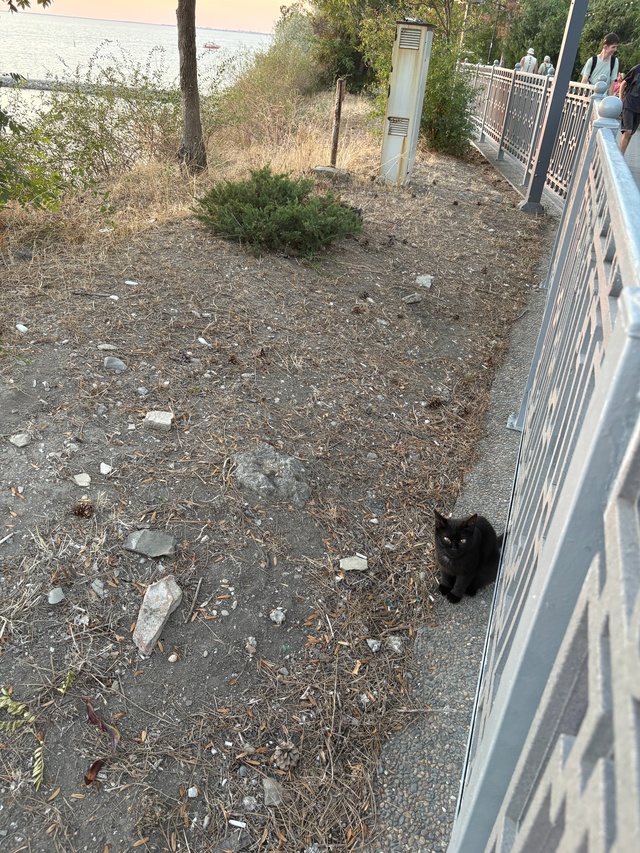 Анапские коты №3
#котоохота