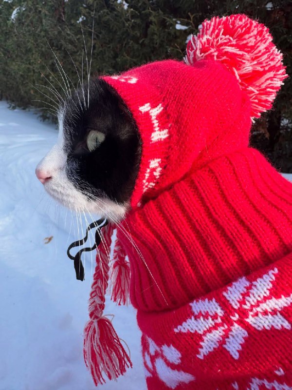 Када похолодало и мама заставляет носить шапку (с бумпоном)