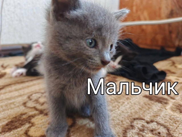 Маленькие пушистики ищут себе дом😻😻😻
Возраст 1 меся...
