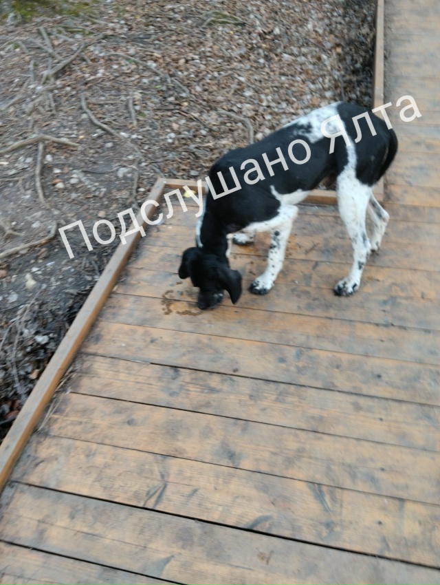 Ау люди , что с вами , опять выкинули собаку на озере чер...