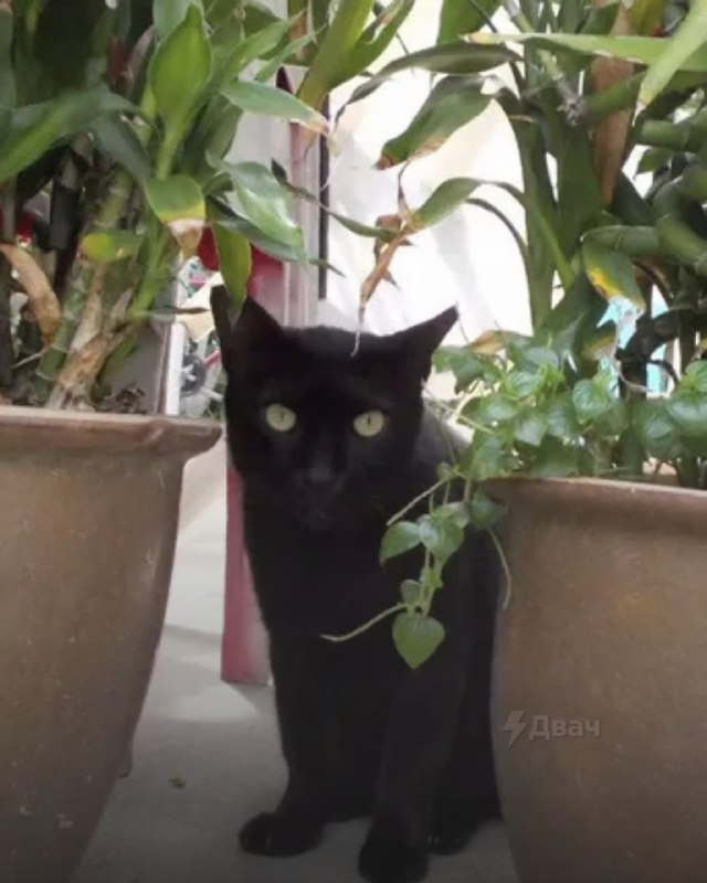 Басе надели камеру, которая снимала только то, что ей нравится — пёс по имени Гриззлер носил датчик