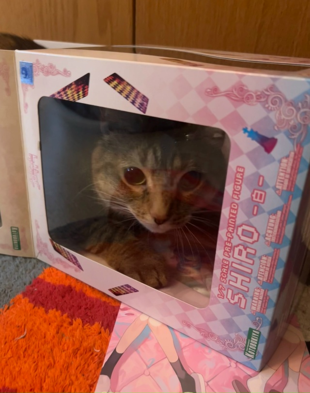 Дратуте, вам котек с Японии 🐈