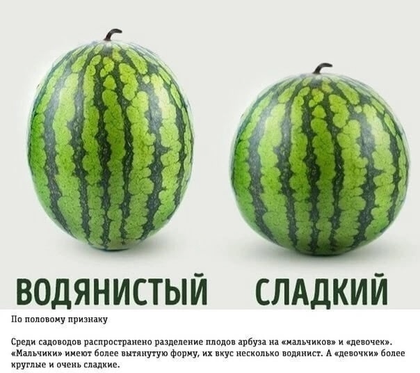 Арбузы брать уже можно? или ещё рано?