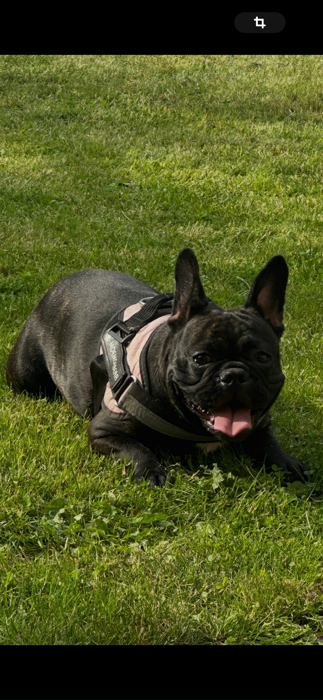 Разместите пожалуйста! Пропала собака в Районе Рощинс?...