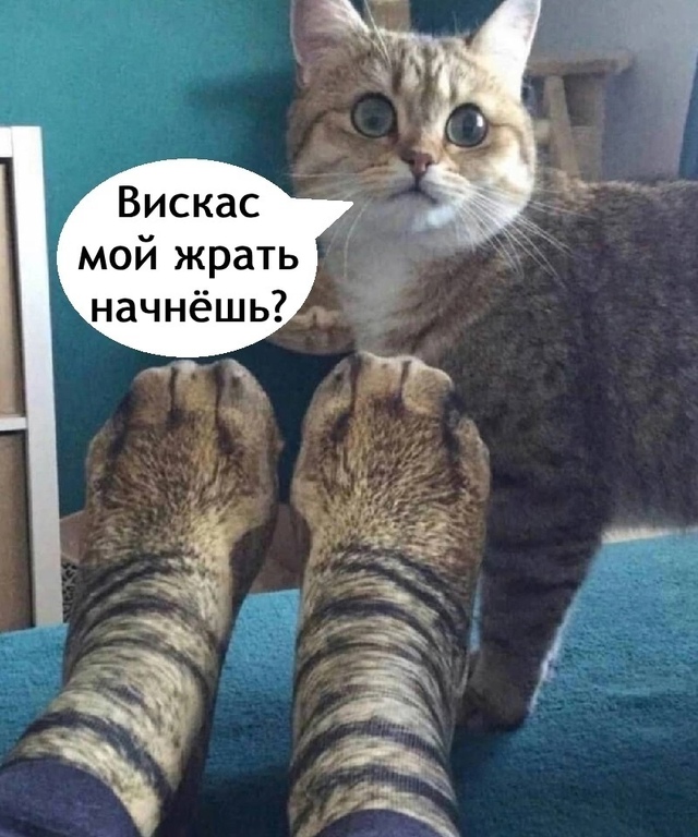 И в лоток ходить