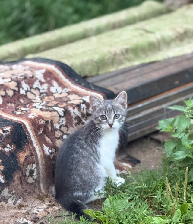 Отдам кошку и кота в хорошие руки, котятам 2 месяца