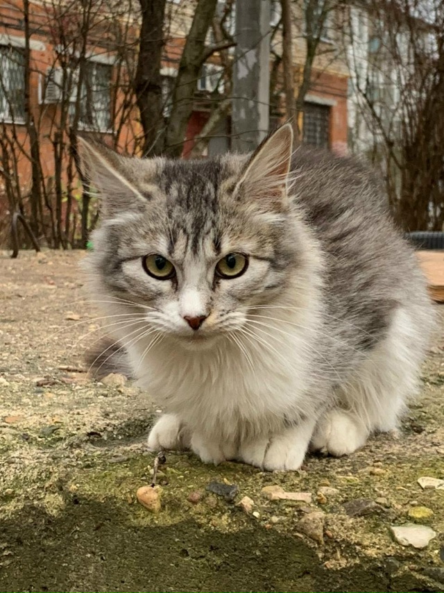 Всем привет. Пытаюсь пристроить бездомную кошечку в Мо...