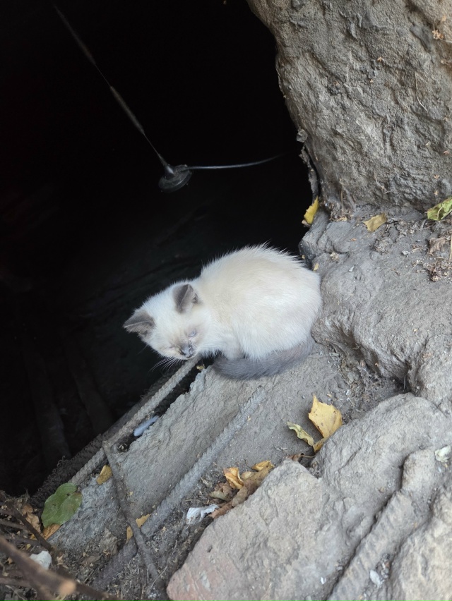 Свердлова 114, очень хорошие ребята, живут в подвале Оче?...