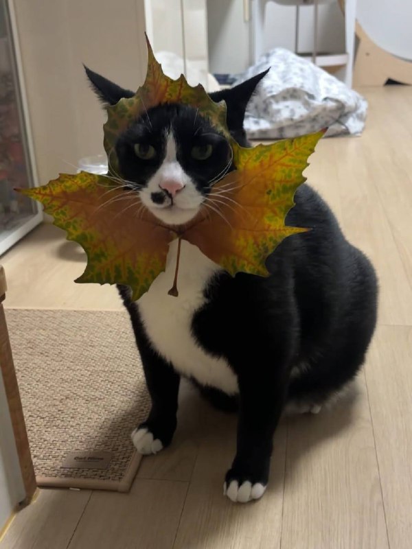 пов: мама сделала тебе костюм на утренник «золотая осень»