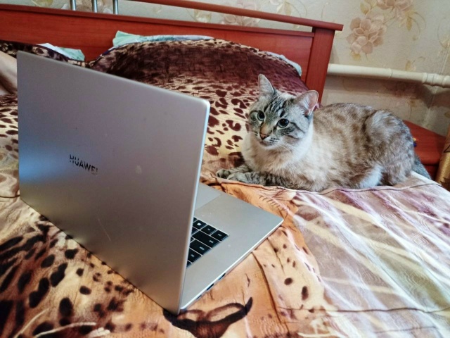 Арбуз - Кот Учёный 🐈🍉💻