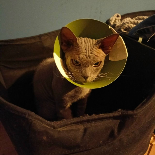 Начес ) кот в шерстяных носочках )