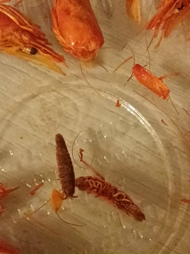 Нам пишут:
Лично купил на лесной поляне в пивнухе около...