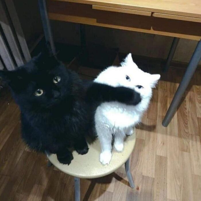 Мы?