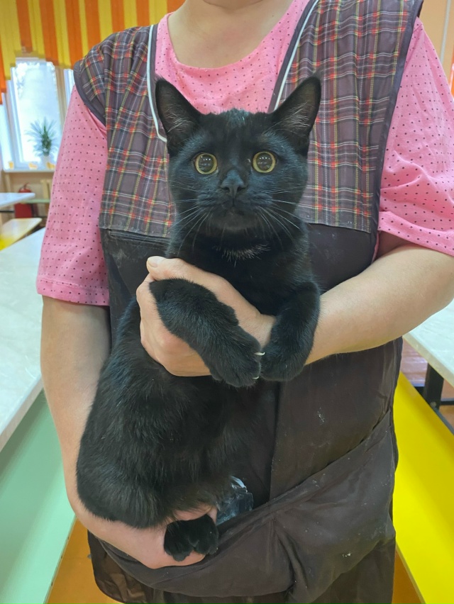 Здравствуйте, кто то может потерял котика ? Маланова 10г...