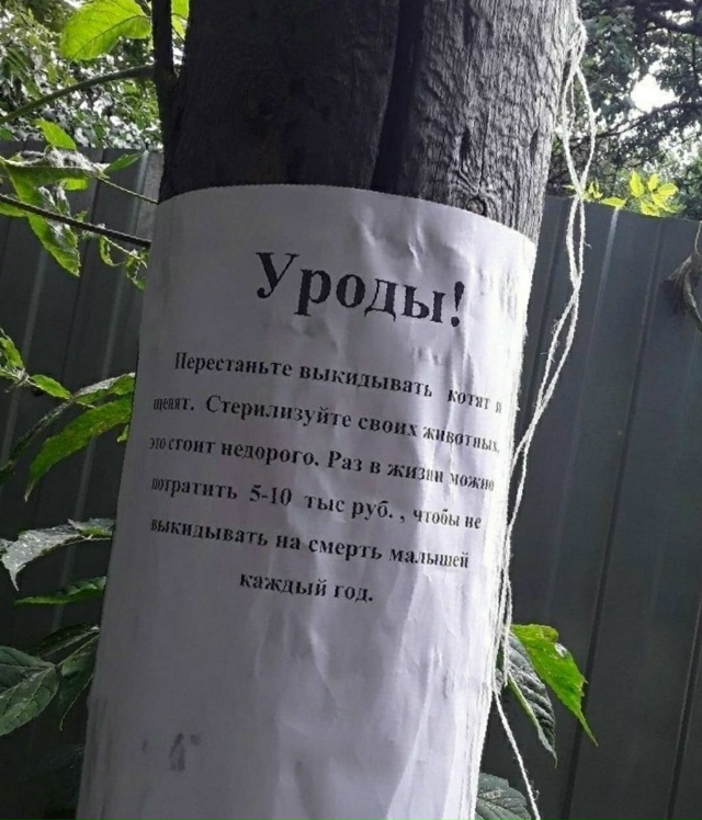 ‼️❌Перестаньте выбрасывать котят и щенят! Стерилизо?...