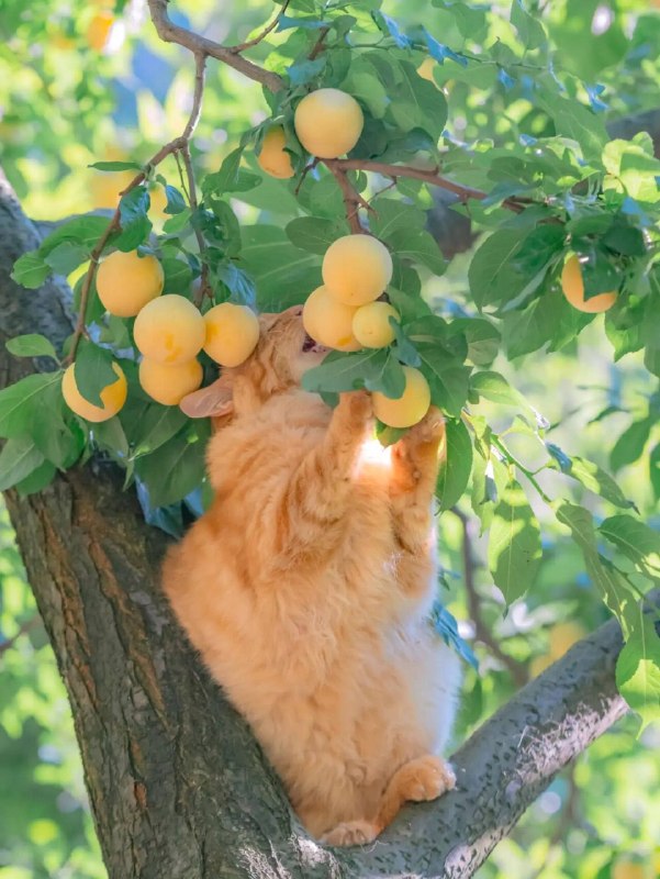 Абрикосовый каннибализм
