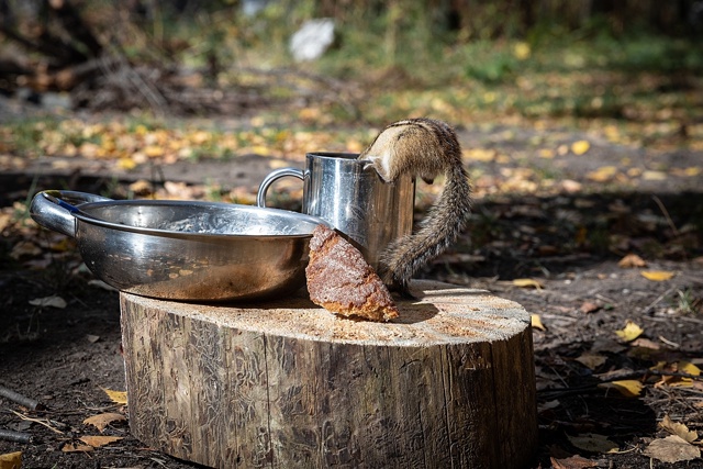 Хозяин стоянки. Река Чусовая