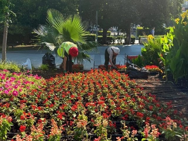 🌺 В Ялте приводят в порядок клумбы к Дню города
На пло...