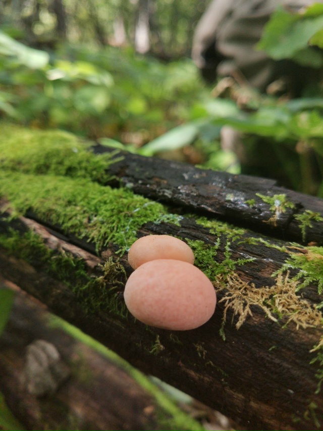 В Жигулевском заповеднике обнаружен новый вид редкого...