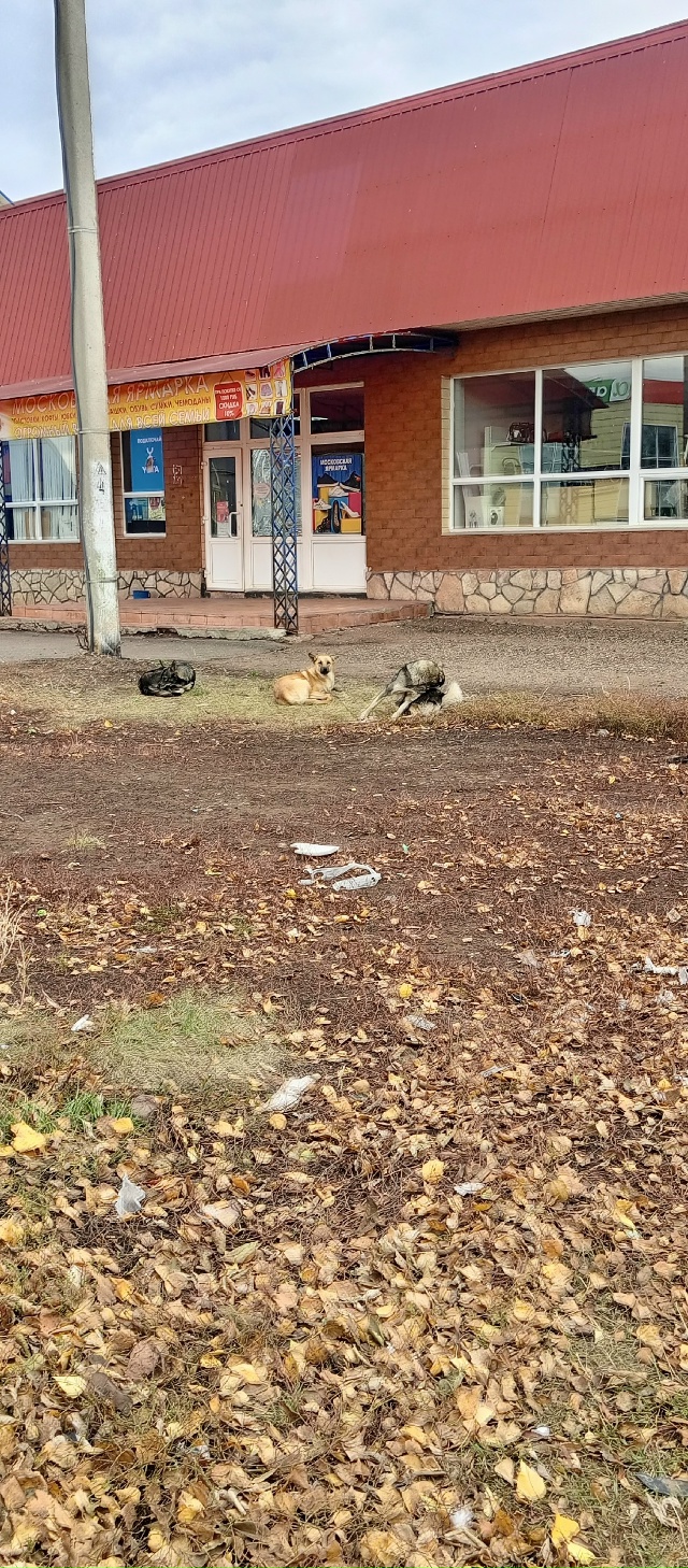 Администрация примите меры...невозможно всё в собаках.,...