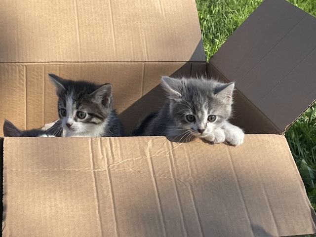 ❗Внимание, любители котиков! 🐱
🎉У нас в семье появил...