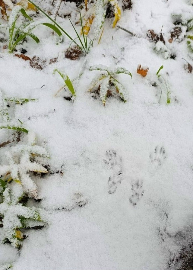 Полярно-альпийский ботанический сад укрылся снегом🌨?...