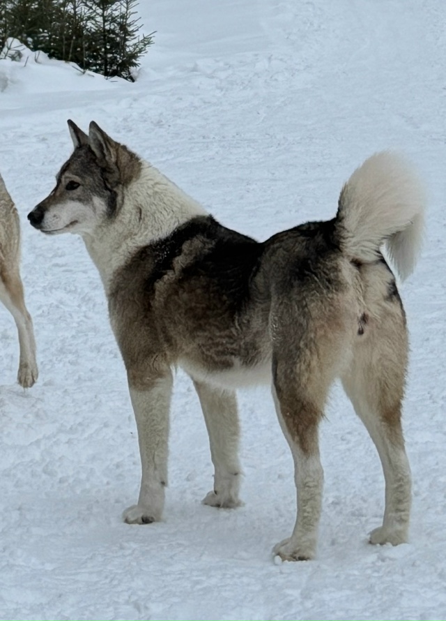 Потерялись собаки‼
В районе Андроновки (территориаль?...