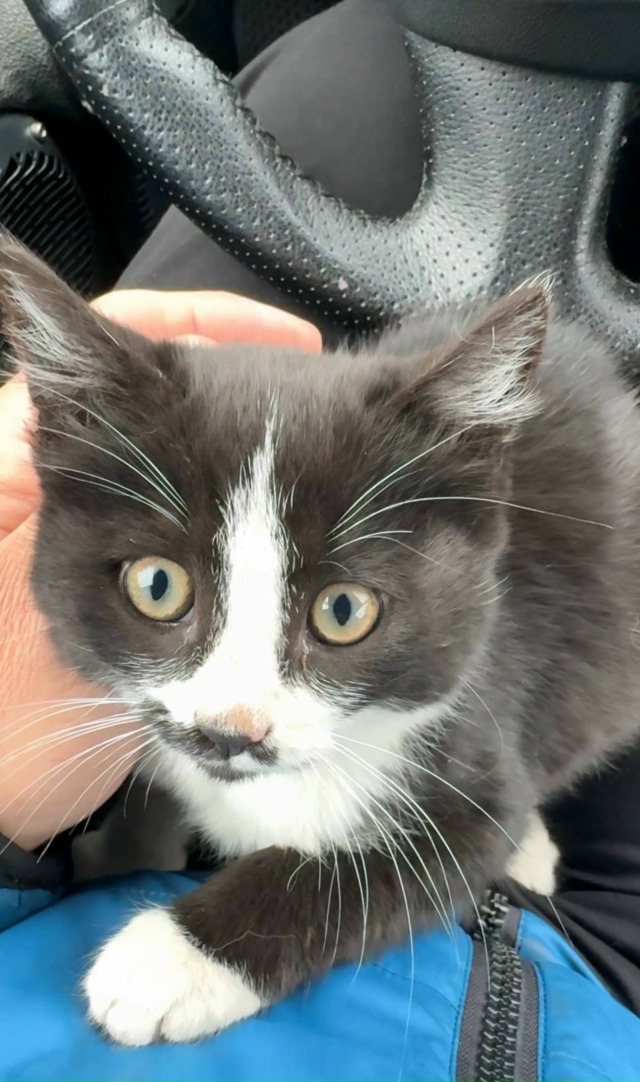 Котята родились в июле.😉 Красивые здоровенькие. Кормл...