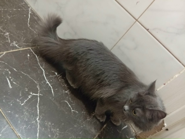 Потерялась кошка ! В районе дома Лермонтова 12. Откликае...