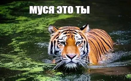 Когда потеряла свою подругу в толпе, но краем уха услышала где-то "я хочу ссать"