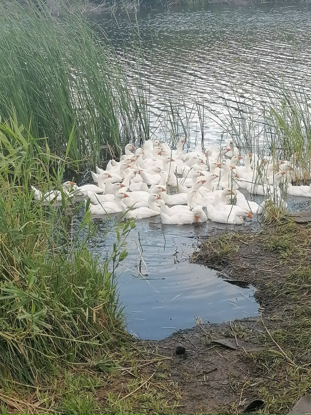 Продам мясо гуся, вес тушки от 3,5 кг. Выращенны на свобо?...