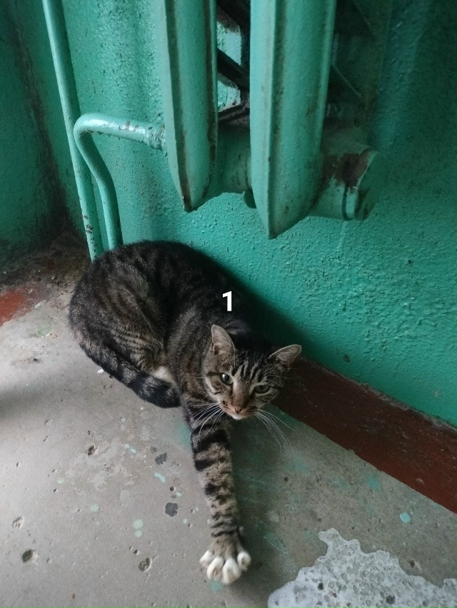 #ПотерялиНашлиПомогите
1 хозяева съехали со съемной к...