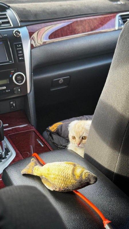 Милоты вам с утра: девушка вызвала такси, а к ней приехал водитель с котёнком.
Пушистый сначала иг