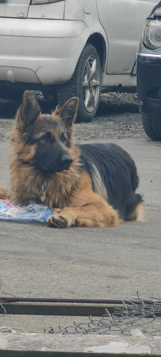 Потерялась собака, прошу того кто нашел или увидел поз?...