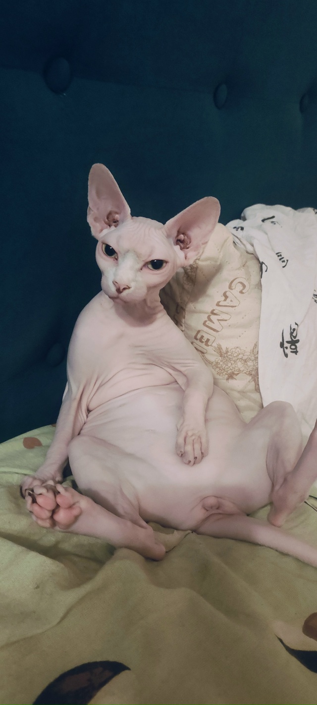 Кися , 2 лет . Хотел кошку , а получил ребёнка.