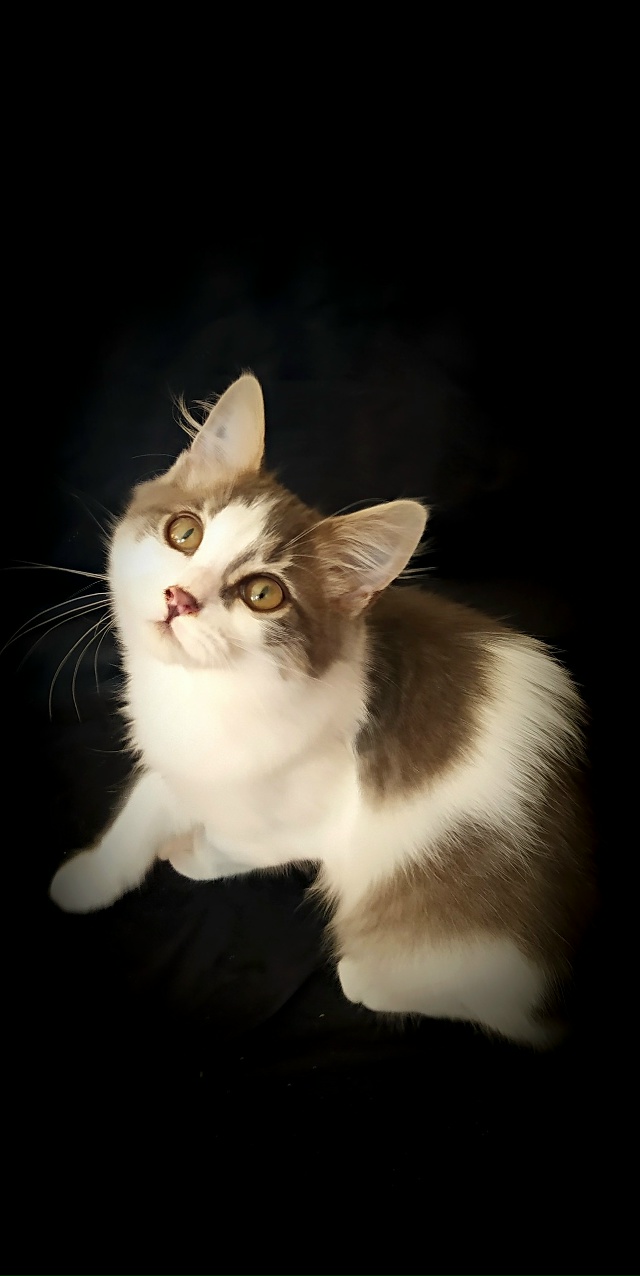 Маленький Пуховичок остался один. Сестрица уехала в но...