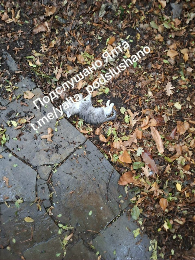 Все помнят прекрасное открытие кошачьего домика на Со?...