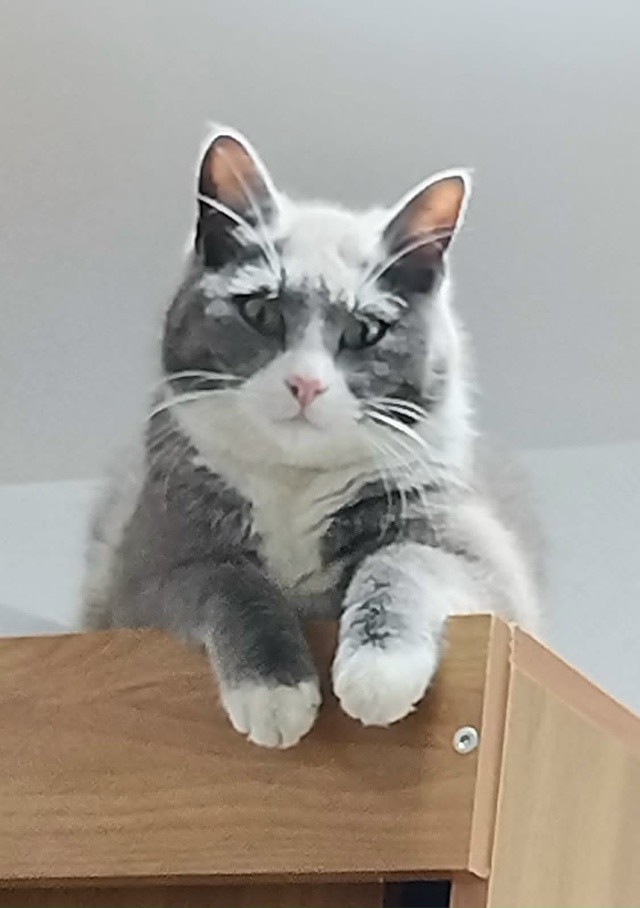 Добрый день.
Пропал кот ,по кличке Тихон
Подгорная 2. М?...