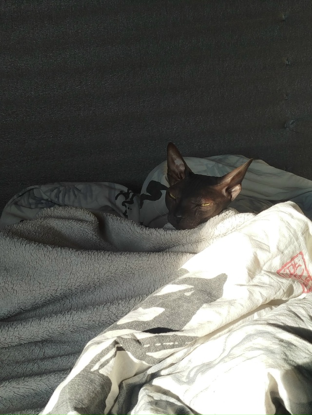 *ненавижу эти ваши утры*